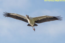 wood stork